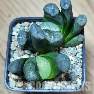 VVG29700  Haworthia maughanii -Japan- 2 plants seedling