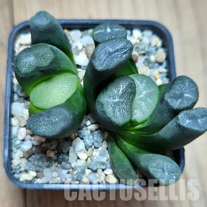 VVG29700 Haworthia maughanii -Japan- 2 plants seedling - Image 2