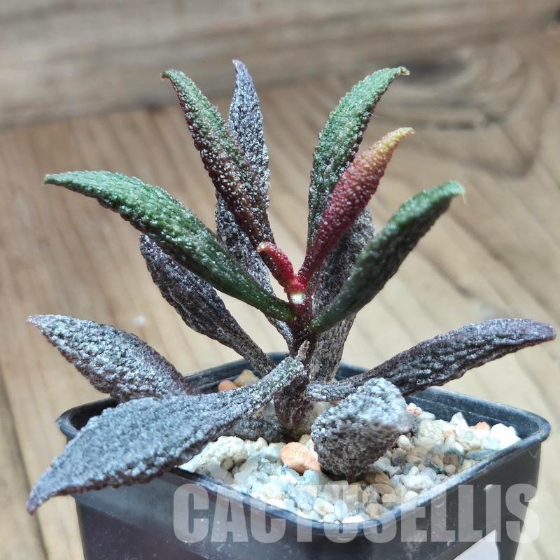 VVG29702 Adromischus marianiae 'herrei'