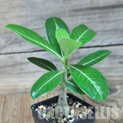 VVG29705 Adenium obesum hybrid mix  seedling