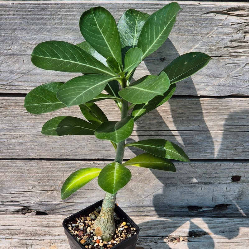 VVG29705 Adenium obesum hybrid mix seedling - Image 2