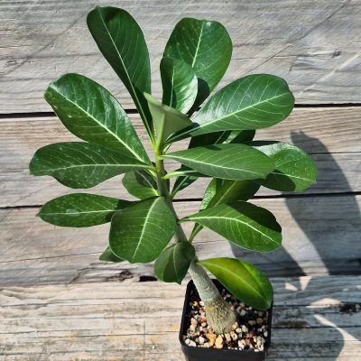 VVG29705 Adenium obesum hybrid mix  seedling