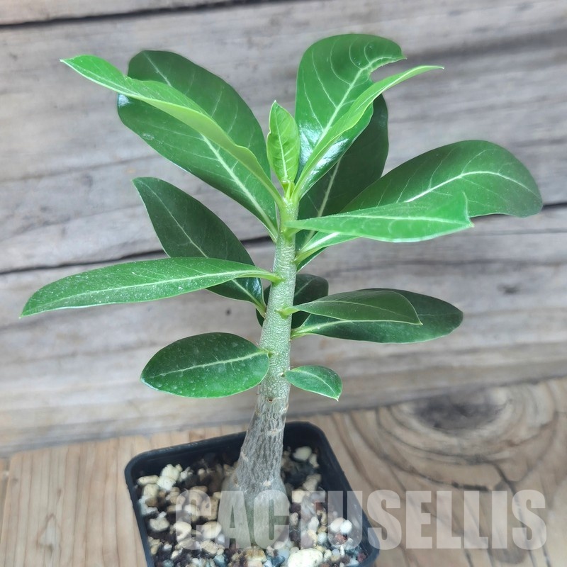 VVG29707 Adenium obesum hybrid mix seedling