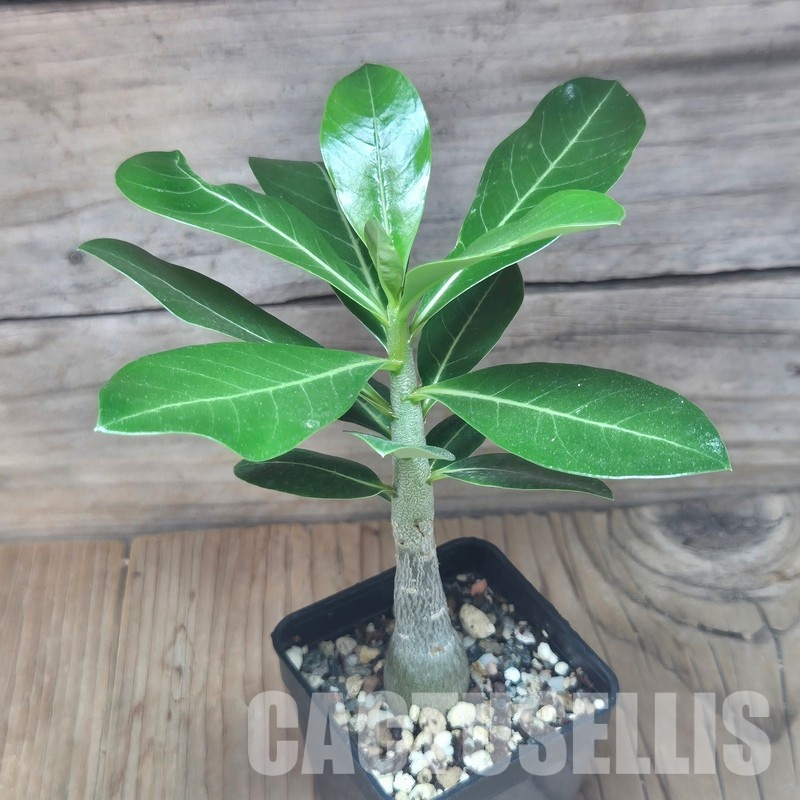 VVG29707 Adenium obesum hybrid mix seedling - Image 2