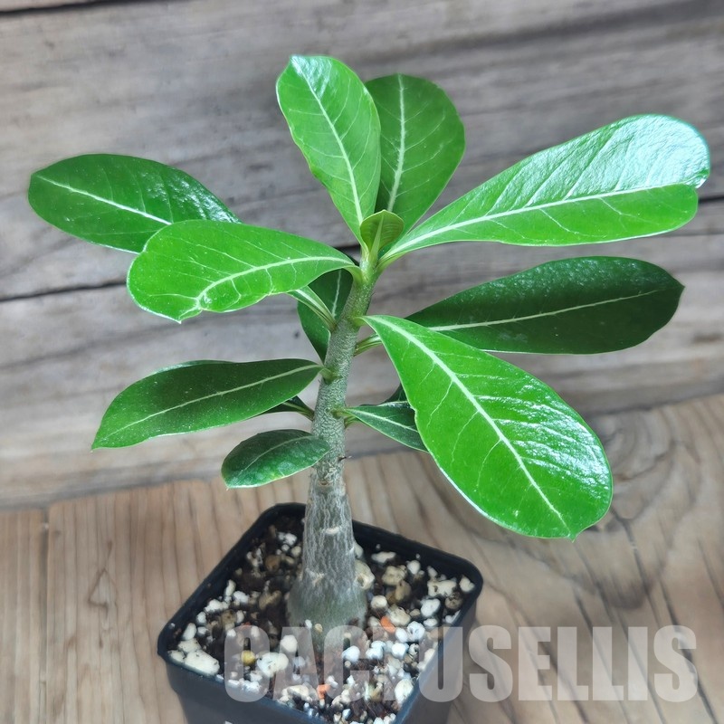 VVG29708 Adenium obesum hybrid mix seedling