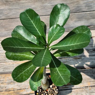 VVG29708 Adenium obesum hybrid mix  seedling