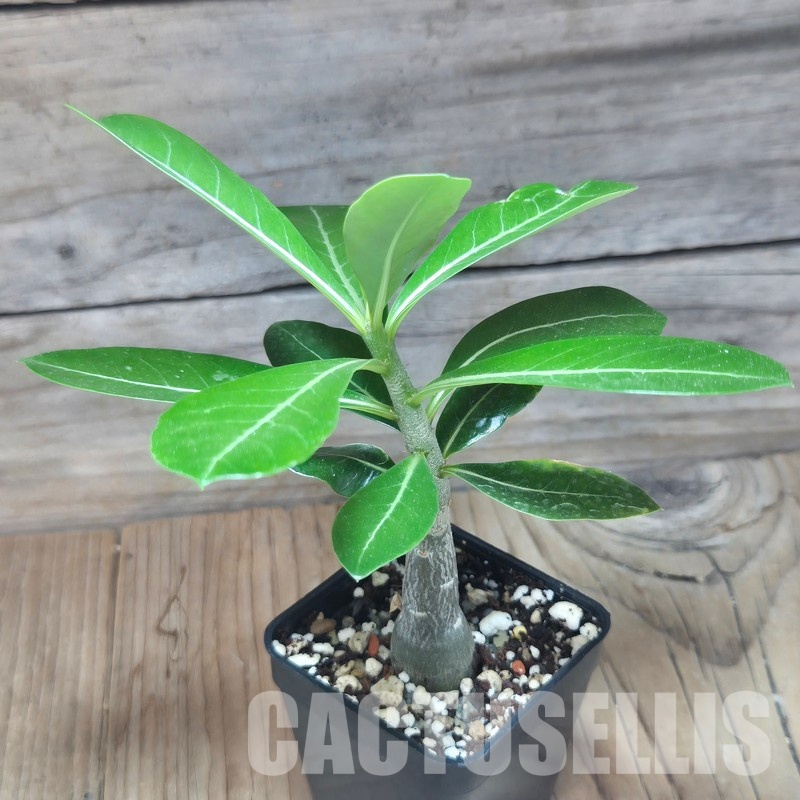 VVG29708 Adenium obesum hybrid mix seedling - Image 2