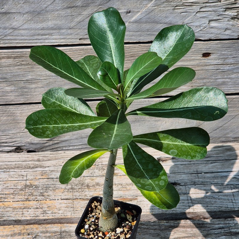 VVG29708 Adenium obesum hybrid mix seedling - Image 2
