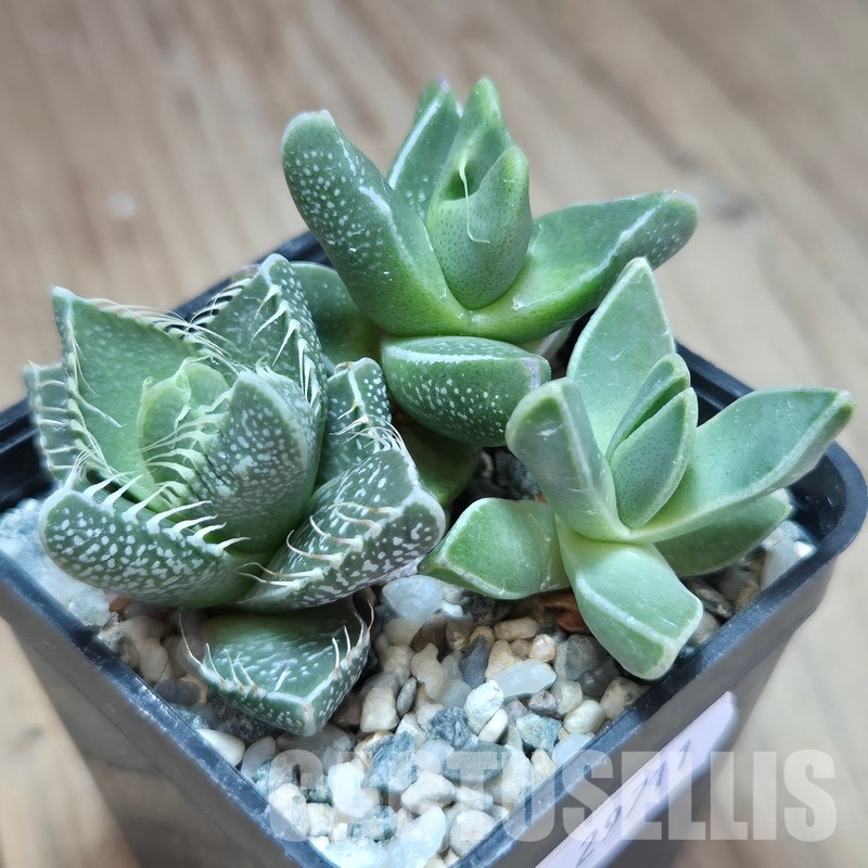 VVG29711 Faucaria mix 3 plants seedling