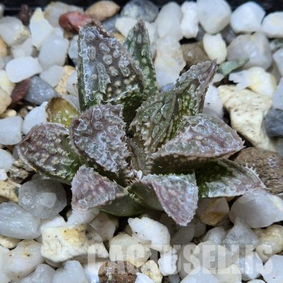 VVG30351 Haworthia 'Black Mayor' x 'Yulia' clon1 cutting