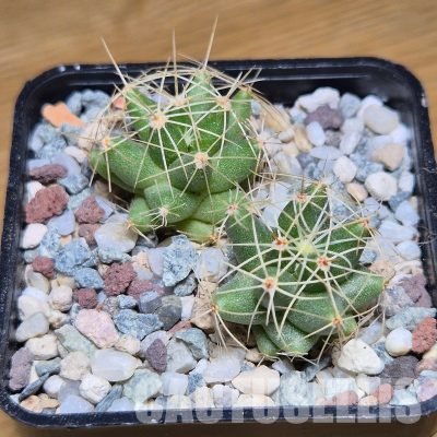VVG31031 Mammillaria longimamma 2 plants seedling