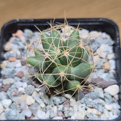 VVG31032 Mammillaria longimamma seedling