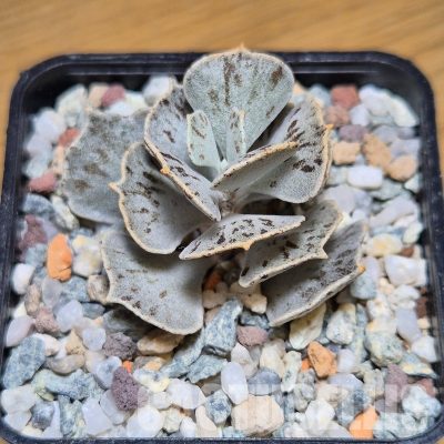 VVG31035 Kalanchoe rhombopilosa