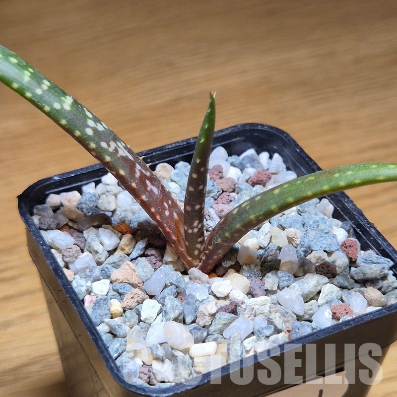 VVG31041 Aloe catengiana -Angola- seedling