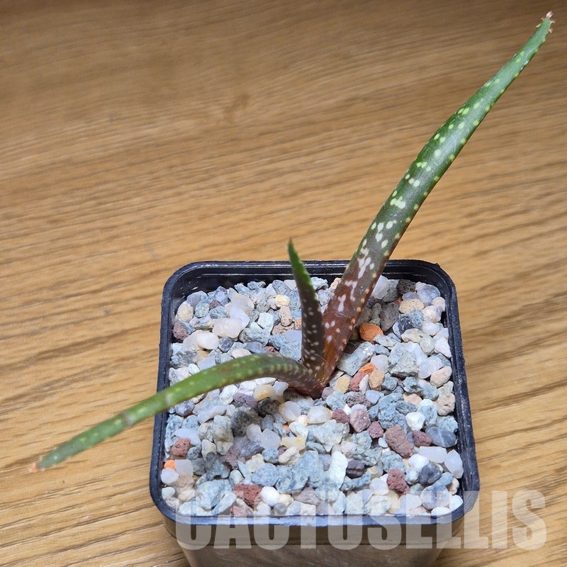 VVG31041 Aloe catengiana -Angola- seedling - Image 2