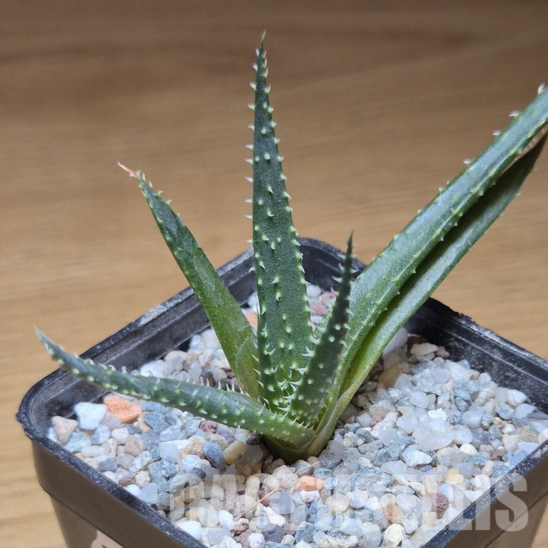 VVG31044 Aloe florenceae seedling - Image 2