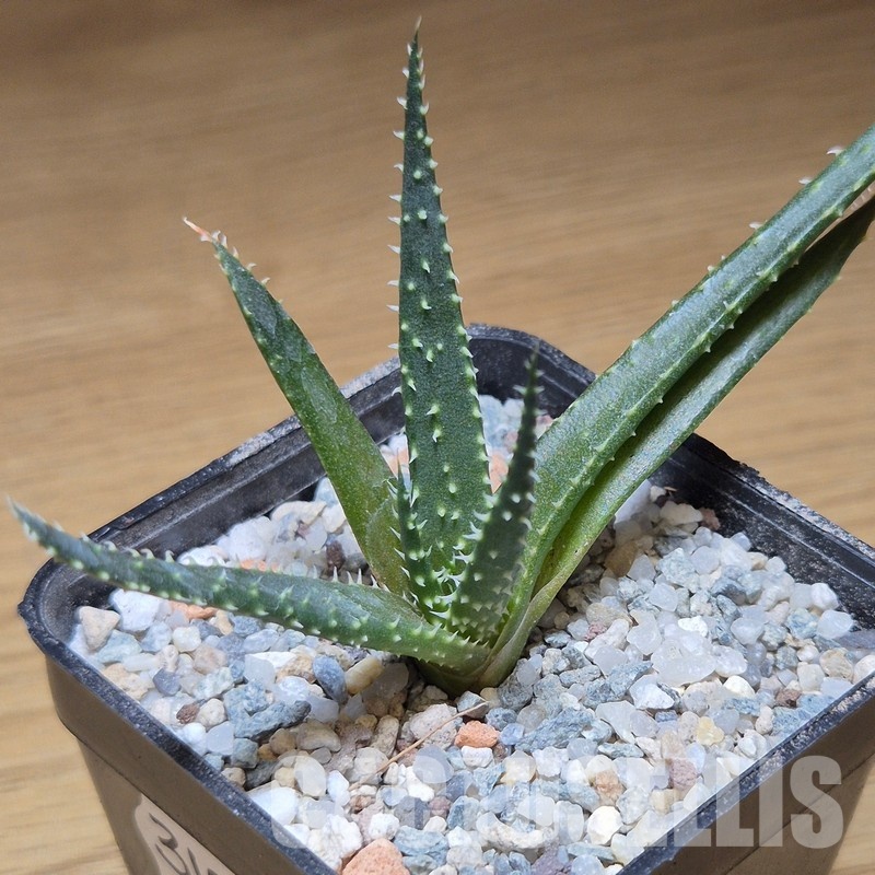 VVG31044 Aloe florenceae seedling