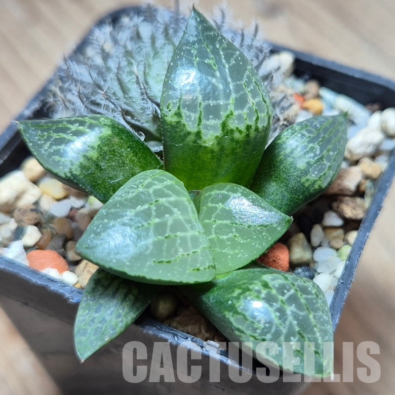 VVG31048 Haworthia odetteae + comptoniana ‘Crystal’ seedling 2 plants - Image 2