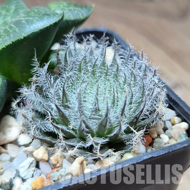 VVG31048 Haworthia odetteae + comptoniana ‘Crystal’ seedling 2 plants - Image 3