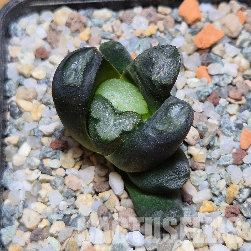 VVG31049 Haworthia maughanii -Japan- seedling