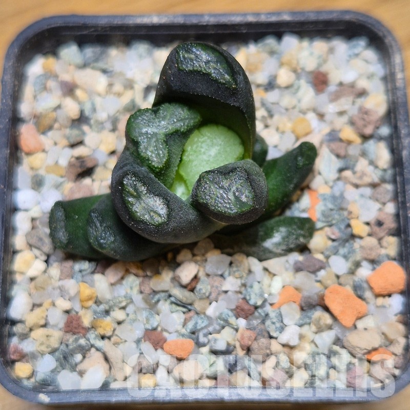VVG31049 Haworthia maughanii -Japan- seedling - Image 2