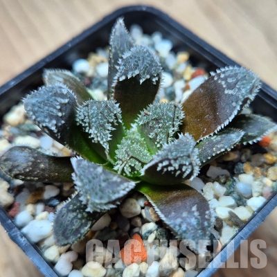VVG31052 Haworthia ‘Kegazato’ x cooperi x venusta x clon22 + clon25 seedling