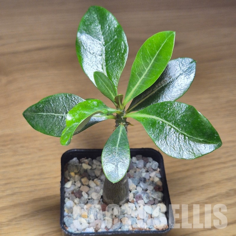 VVG31053 Adenium obesum hybrid mix seedling