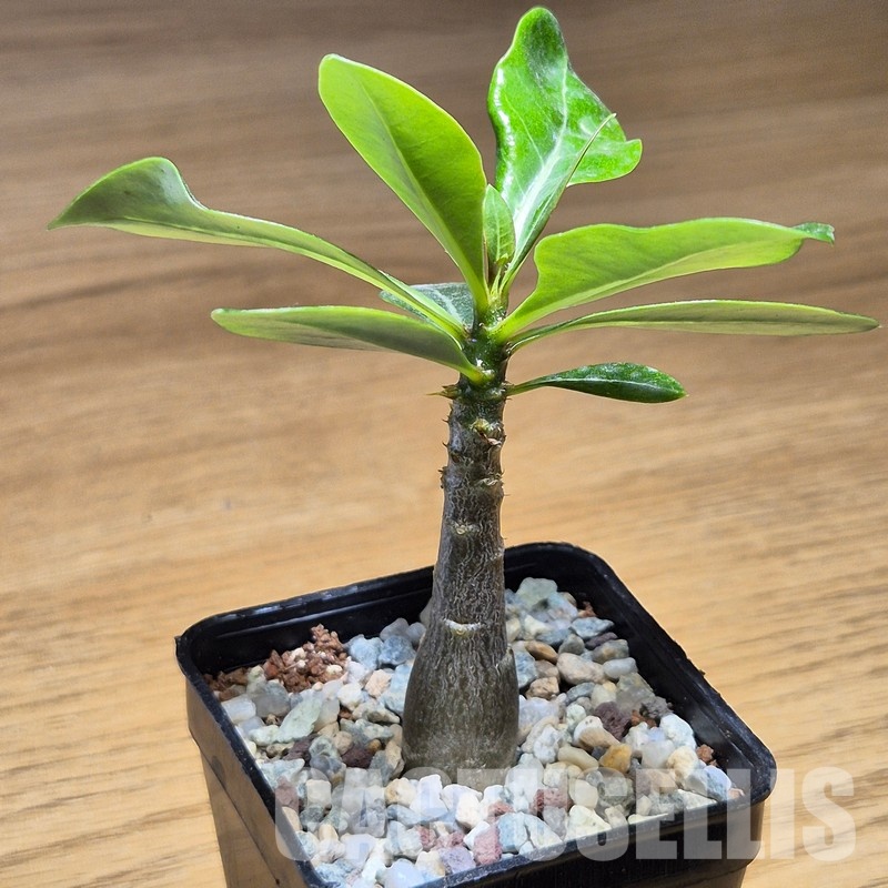 VVG31053 Adenium obesum hybrid mix seedling - Image 2