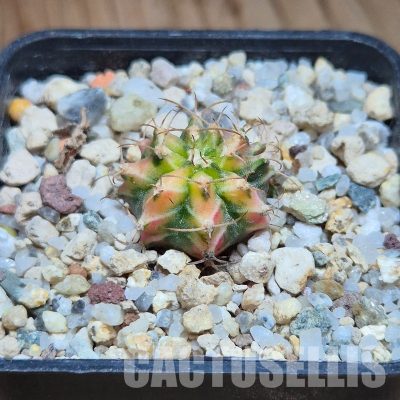 VVG31518 Gymnocalycium mihanovichii f.variegata VVG17 cutting