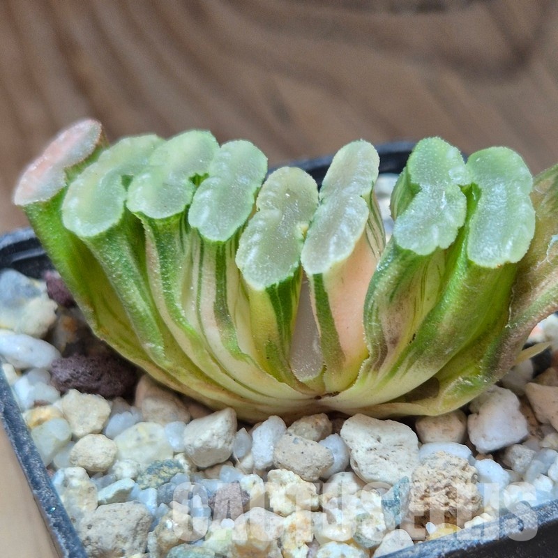 VVG31520 Haworthia truncata f.variegata -Hiroschin- - Image 2