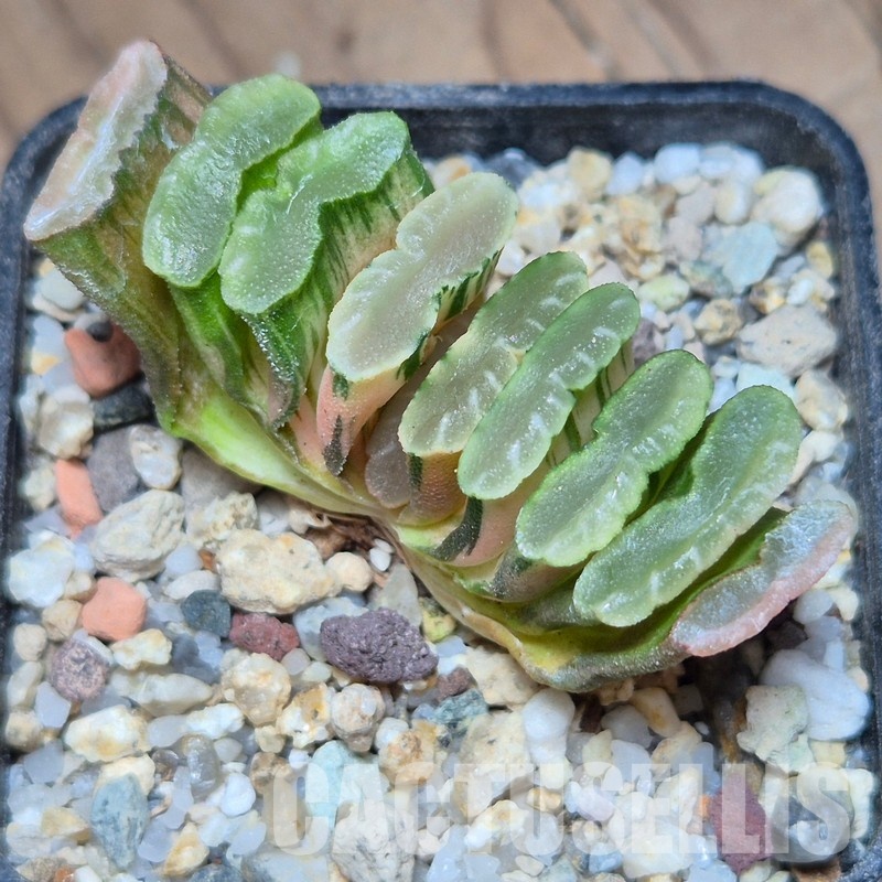 VVG31520 Haworthia truncata f.variegata -Hiroschin- - Image 3