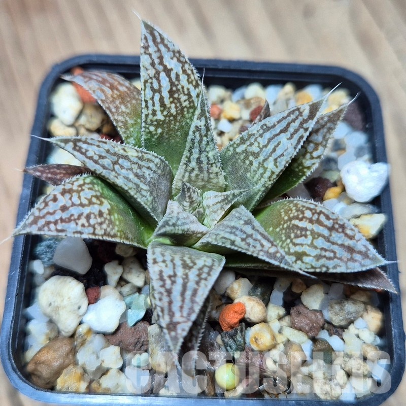VVG31521 Haworthia ‘Metallica’ x ‘Anna Cocozza’ x splendens - Image 2