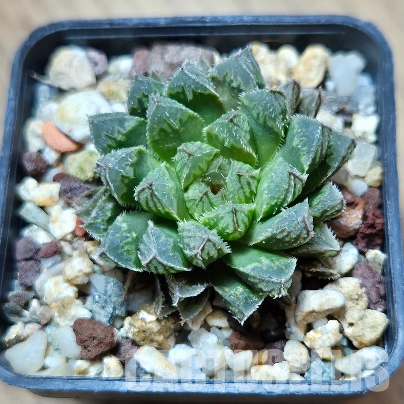 VVG31522 Haworthia cooperi hybrid - Image 2