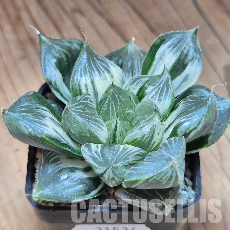 VVG31524 Haworthia 'Sansenjyu' f. variegata