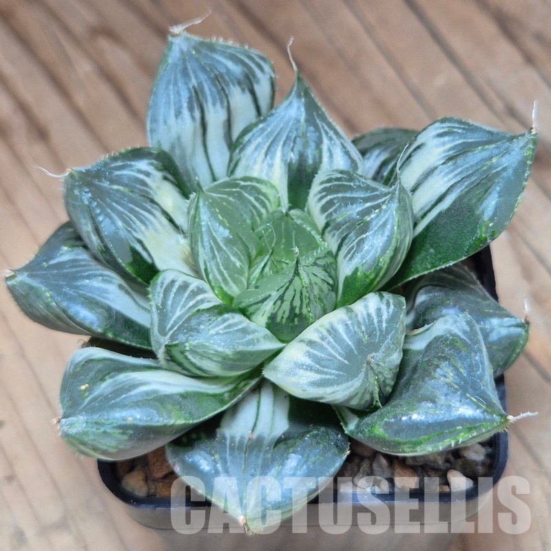 VVG31524 Haworthia 'Sansenjyu' f. variegata - Image 2