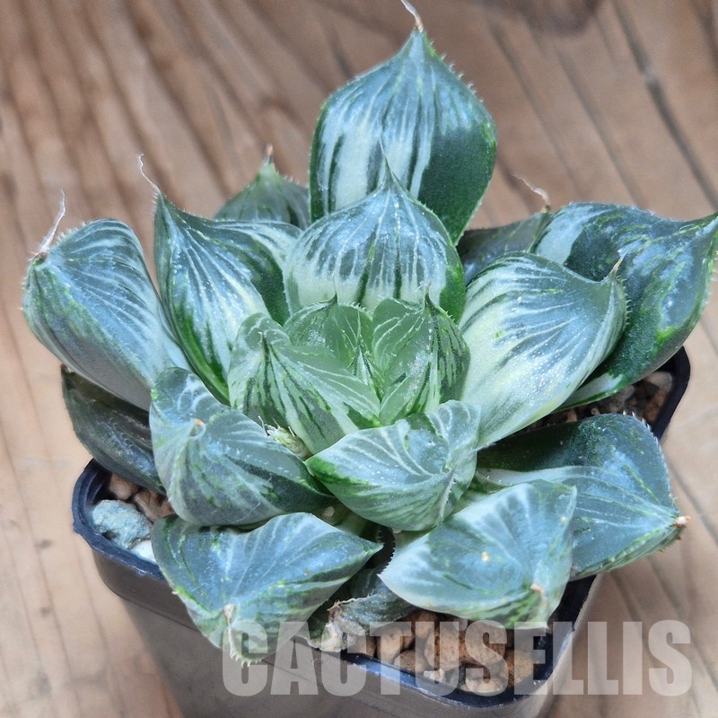 VVG31524 Haworthia 'Sansenjyu' f. variegata - Image 3