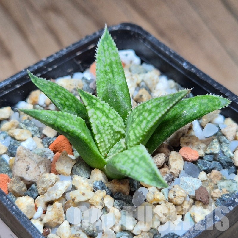 VVG31526 Haworthia 'Anna Rosa' x 'Metarika'