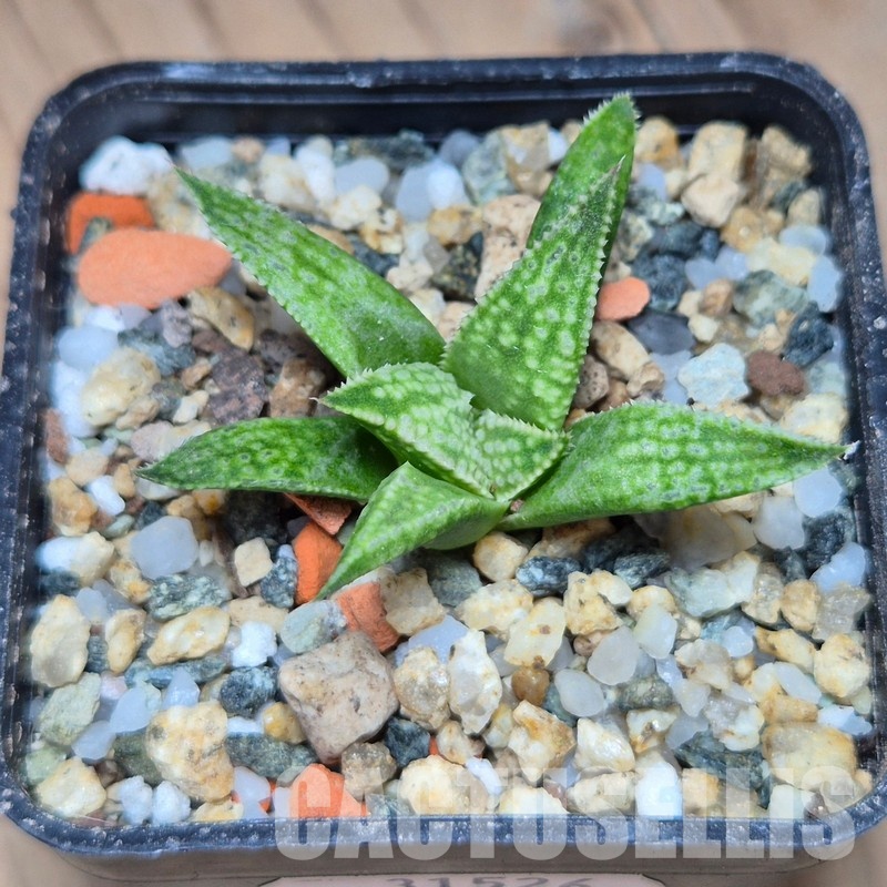 VVG31526 Haworthia 'Anna Rosa' x 'Metarika' - Image 3