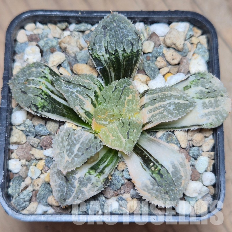 VVG31527 Haworthia ‘Mordor’ f. variegata - Image 4