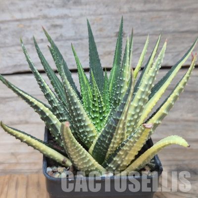 VVG31531  Haworthia pumila hybrid f.variegata