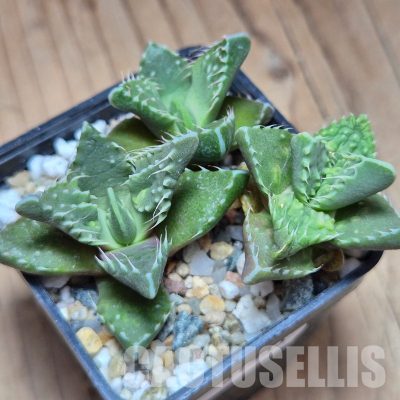 VVG31533 Faucaria tuberculosa 3 plants seedling