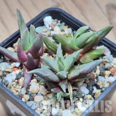 VVG31534 Faucaria sp f. monstrosa seedling 3 plants