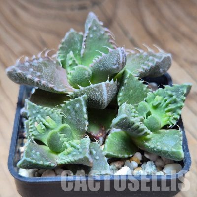 VVG31535 Faucaria tuberculosa 3 plants seedling