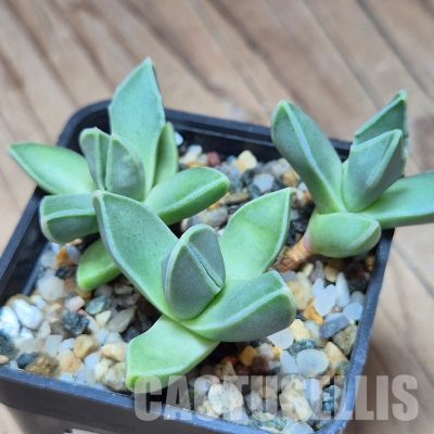 VVG31536 Faucaria bosscheana 3 plants seedling