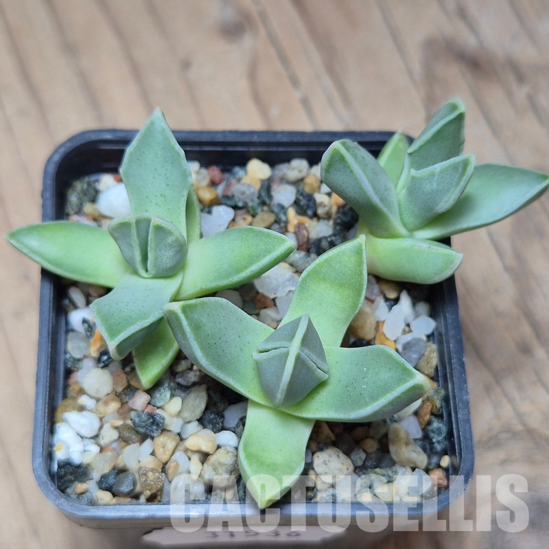 VVG31536 Faucaria bosscheana 3 plants seedling - Image 2