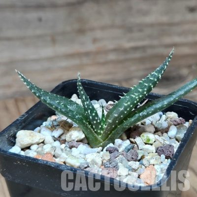 VVG31945  Aloe florenceae seedling