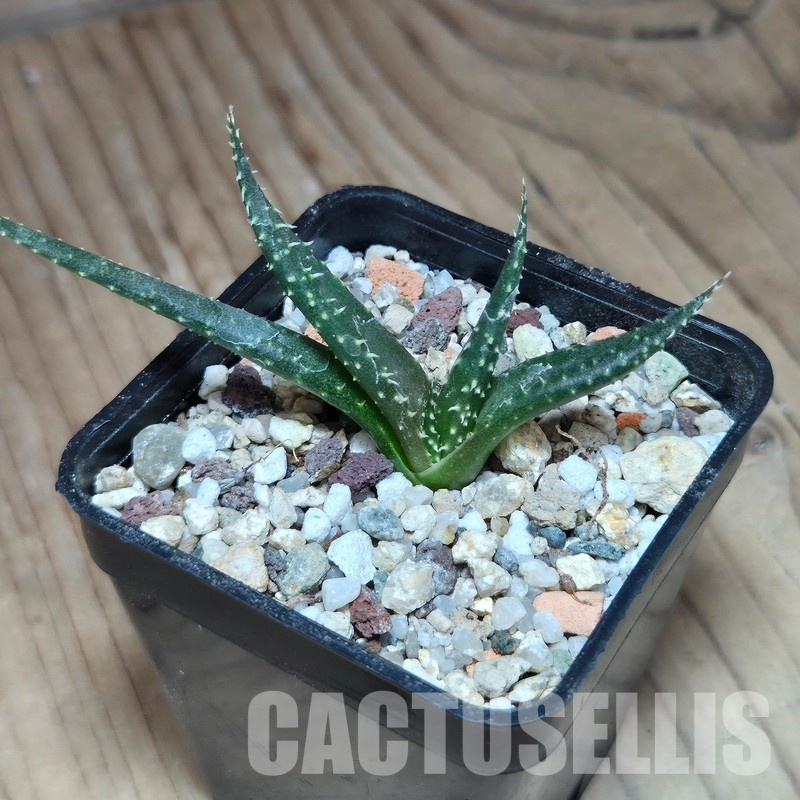 VVG31945 Aloe florenceae seedling - Image 2