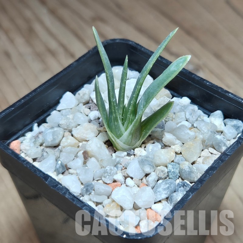 VVG31946 Aloe bowiea seedling - Image 2