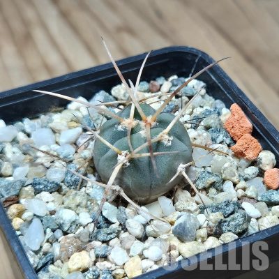 VVG31948 Gymnocalycium cardenasianum -Khores- seedling