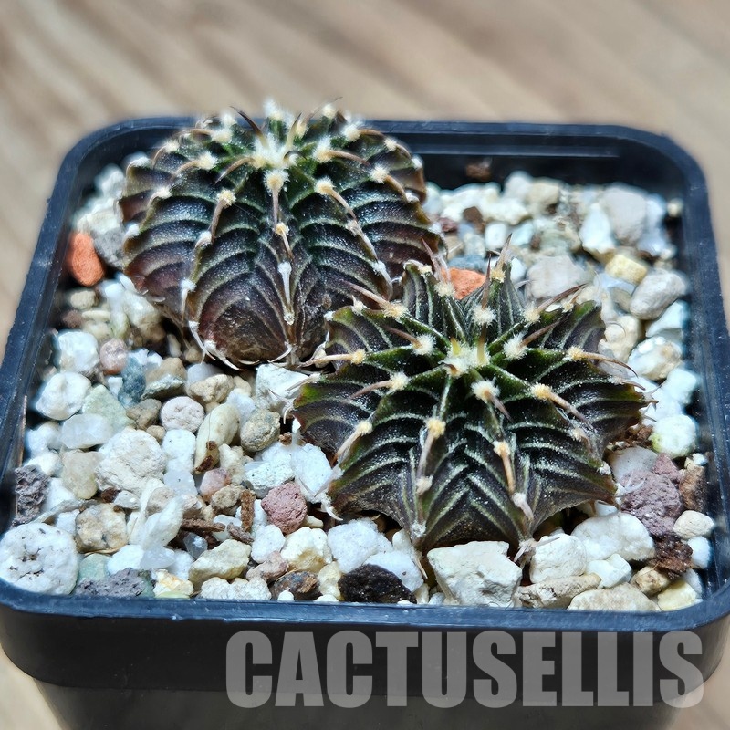 VVG31950 Gymnocalycium friedrichii -Agua Dulce- 2 plants seedling - Image 2